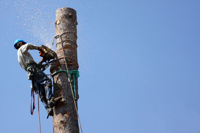Increase Your Tree Removal Business with an AI Driven, Targeted Website