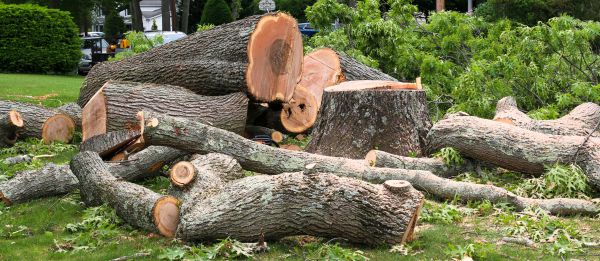 Large Tree Removal in Columbus