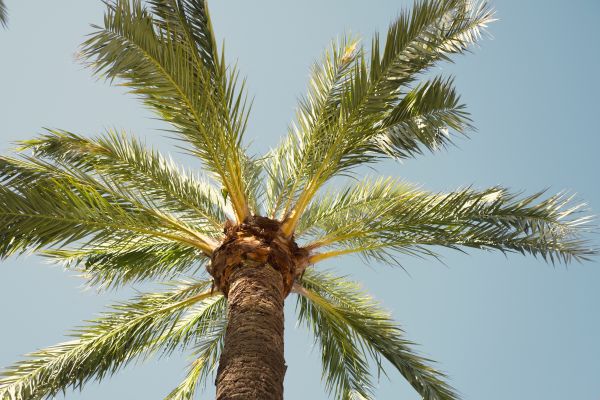 Palm Tree Removal in Columbus