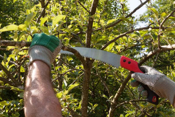 Small Tree Removal in Columbus