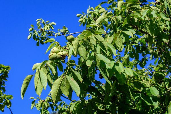 Cost of Walnut Tree Removal in Columbus