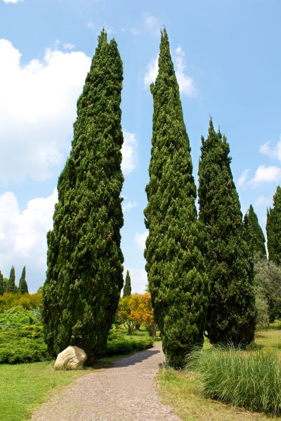 Cost of Cypress Tree Removal in Columbus