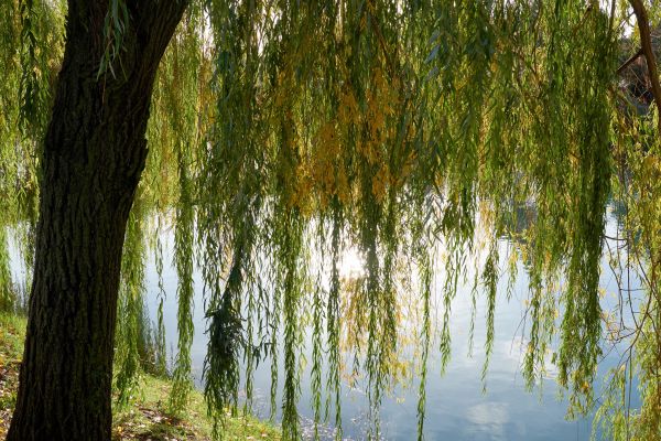 Cost of Willow Tree Removal in Columbus
