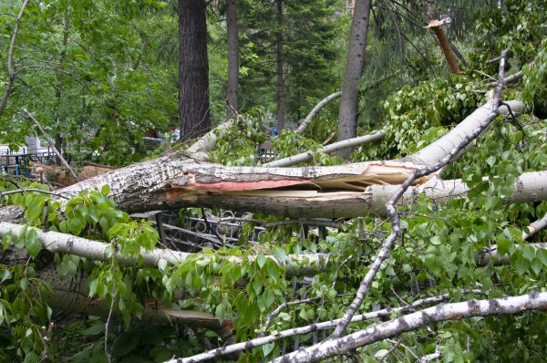 Birch Tree Removal in Columbus