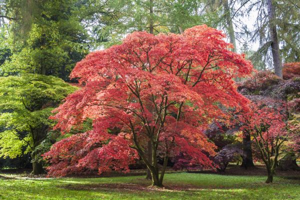 Cost of Maple Tree Removal in Columbus