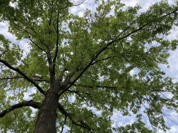 Cost of Oak Tree Removal in Columbus
