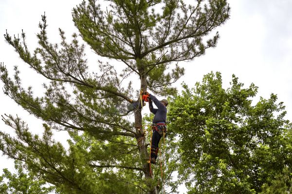 Cost of Pine Tree Removal in Columbus
