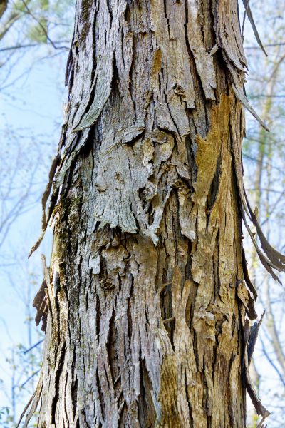 Hickory Tree Removal in Columbus
