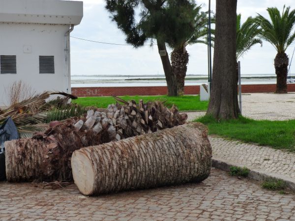 Palm Trees Removal in Columbus