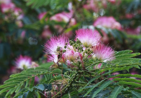 Mimosa Tree Removal in Columbus