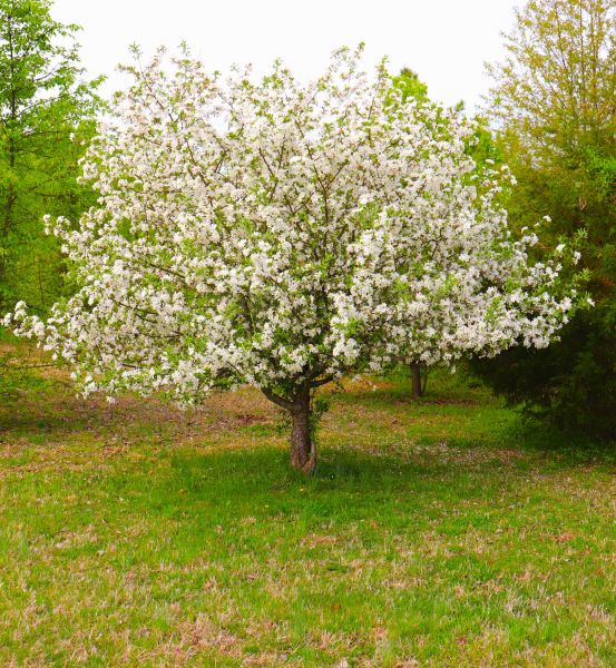 Dogwood Tree Removal in Columbus