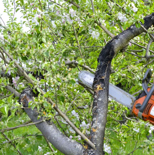 Apple Tree Removal in Columbus