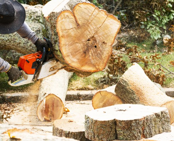 Tree Removal Service in Columbus