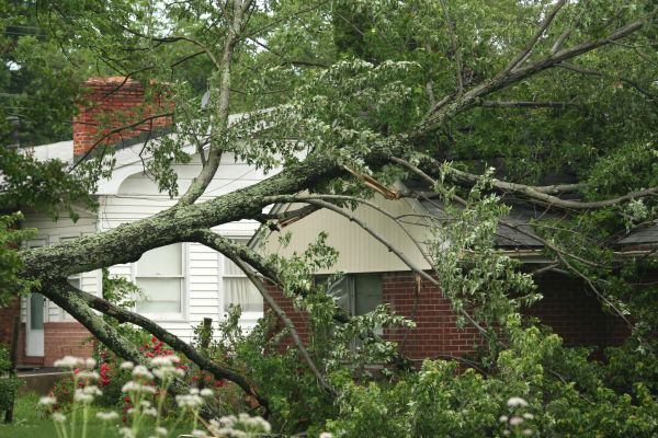 Emergency Tree Removal in Columbus