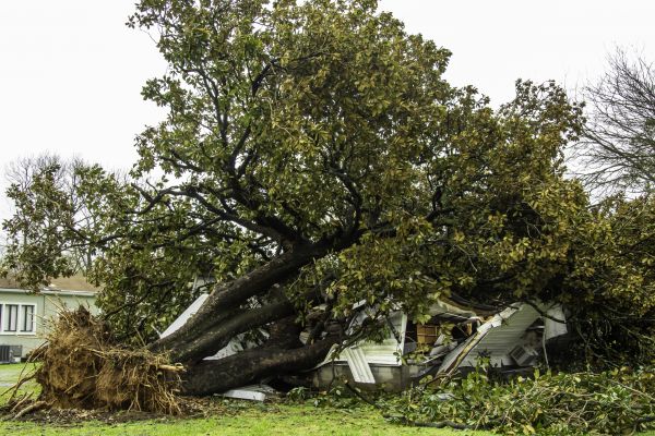Fallen Tree Removal in Columbus
