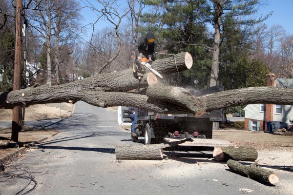 Cost of Residential Tree Removal in Columbus