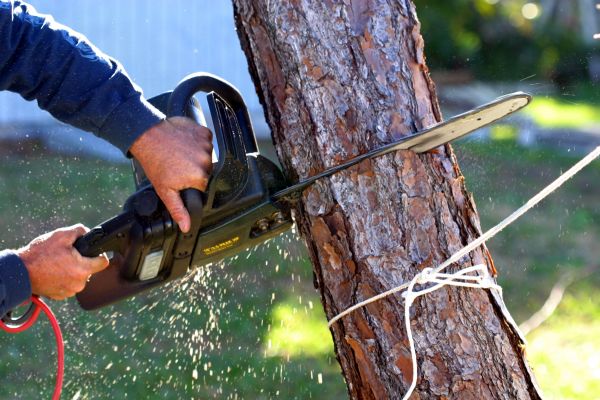 Dead Tree Removal in Columbus